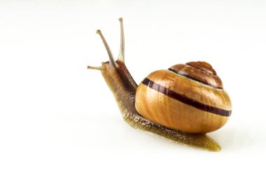 Beyaz izole arka plan üzerinde renkli salyangoz