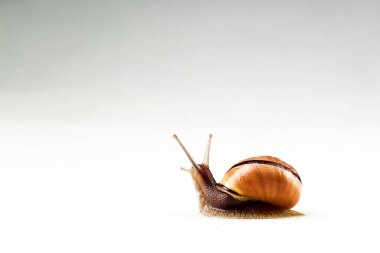 Beyaz izole arka plan üzerinde renkli salyangoz