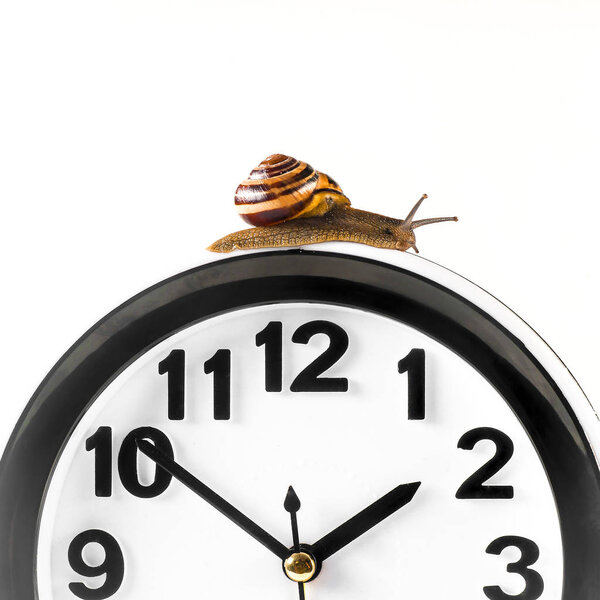 Time lapse concept - snail and clock isolated on white