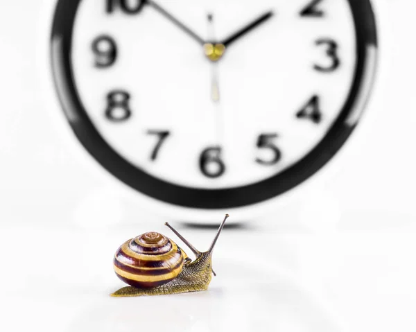 タイムラプスコンセプト - カタツムリと時計は白で分離 — ストック写真