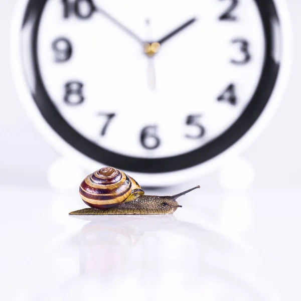 Time lapse concept - snail and clock isolated on white