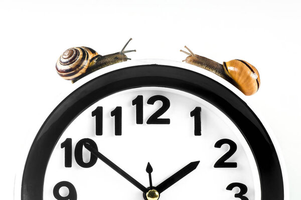 Time lapse concept - snail and clock isolated on white