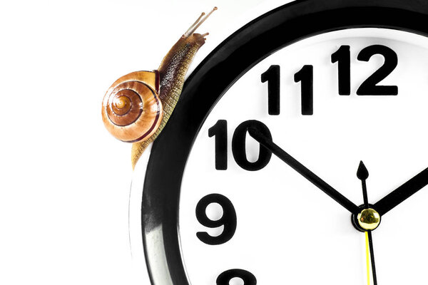 Time lapse concept - snail and clock isolated on white