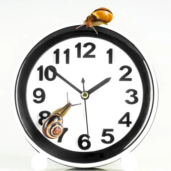 Time lapse concept - snail and clock isolated on white