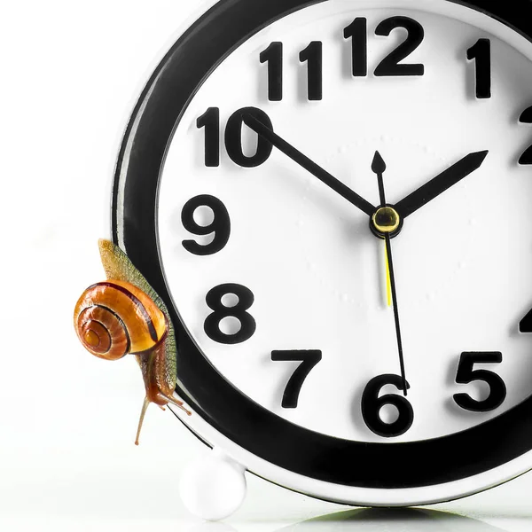 Time lapse concept - snail and clock isolated on white