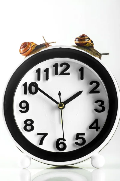 Tidsfördröjning Concept-snigel och klocka isolerad på vitt — Stockfoto