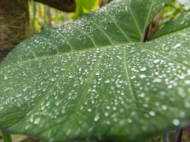 Büyük yağmur damlası kapalı bırakın bir kahve çiftliğinde Bali üzerinde