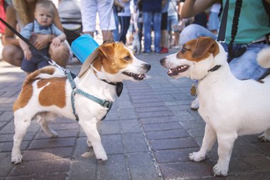 Kiev, Ukrayna - 10 Mayıs 2018: İkinci yıllık Jack Russell 2018 geçit Kiev. İki güzel Jack Russell birbirlerine burnunu çekmek