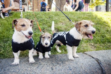 Kiev, Ukrayna - 10 Mayıs 2018: köpekler için orijinal kostümleri. Aile Jack Russell Terrier resmi geçit Kiev iskelet takım elbiseli