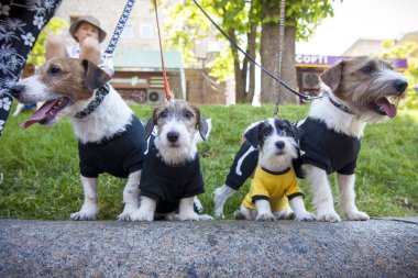 Kiev, Ukrayna - 10 Mayıs 2018: Jack Russell Terrier ile iki küçük yavru on kostüm geçit Jack Russell Kiev Aile