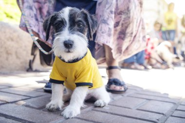Kiev, Ukrayna - 10 Mayıs 2018: İkinci yıllık Jack Russell 2018 geçit Kiev. Sarı elbiseli köpek yavrusu