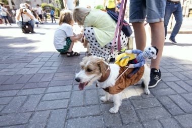 Kiev, Ukrayna - 10 Mayıs 2018: İkinci yıllık Jack Russell 2018 geçit Kiev.