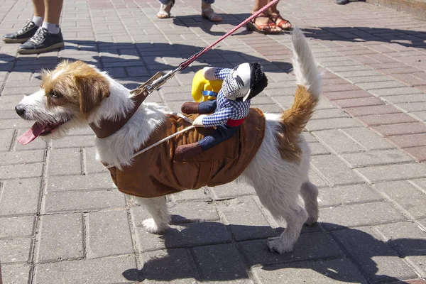 Kijów Ukraina Maja 2018 Drugiego Roku Jack Russell 2018 Parada — Zdjęcie stockowe