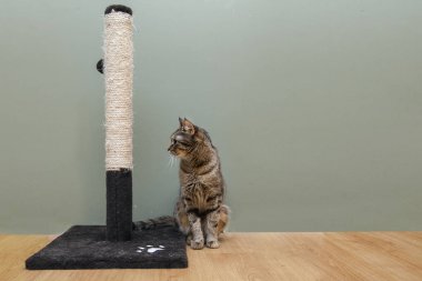 Yerli kedi pençeleri, yakın çekimler bileme için bir sistem üzerinde oturur