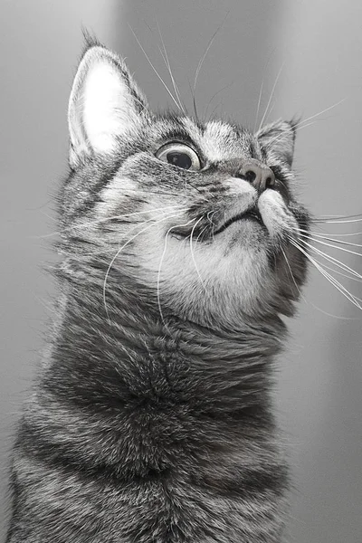 Gato Gracioso Retrato Blanco Negro —  Fotos de Stock