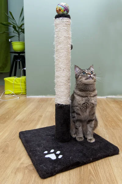 Yanında belgili tanımlık yavru kedi komik yerli kedi oturur