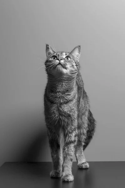 Kočičí Mazlíček Černobílé Fotografie — Stock fotografie
