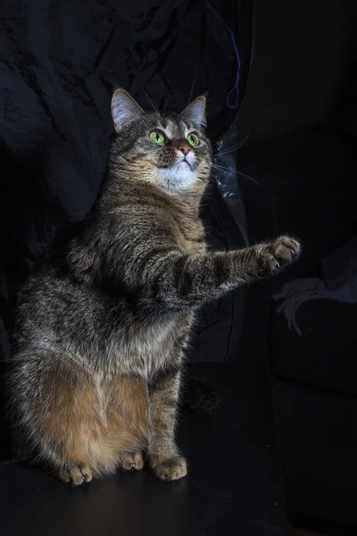 Divertido Gato Doméstico Sobre Fondo Negro Varias Poses — Foto de Stock