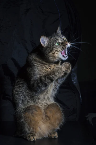 Grappige Binnenlandse Kat Een Zwarte Achtergrond Verschillende Poses — Stockfoto