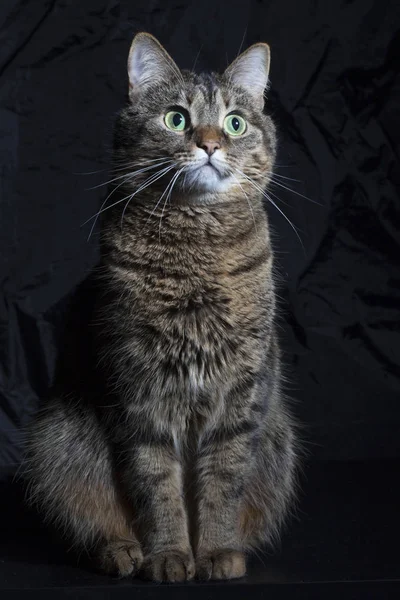 Domestic Cat Black Background — Stock Photo, Image