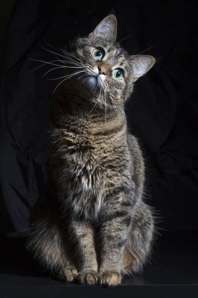 Домашня Кішка Чорному Тлі — стокове фото