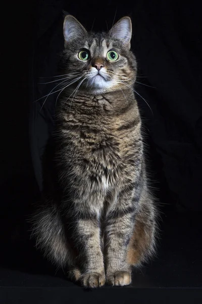 Домашня Кішка Чорному Тлі — стокове фото