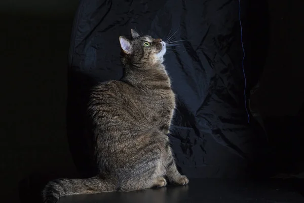 Siyah Arka Plandaki Kedi Yeşil Gözlü Yerli Güzel Kedi — Stok fotoğraf