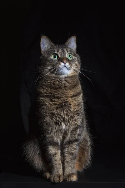 黑色背景上家猫的肖像 — 图库照片