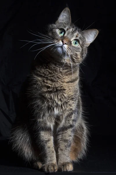 Retrato Gato Doméstico Fundo Preto — Fotografia de Stock