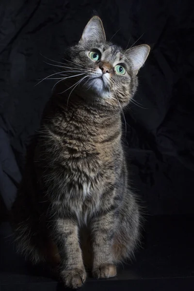 Gato Sobre Fundo Preto Gato Bonito Doméstico Com Olhos Verdes — Fotografia de Stock