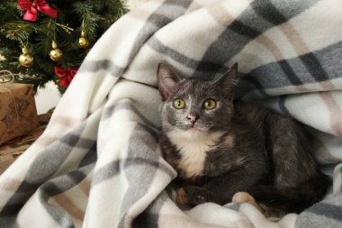 Küçük kedicik bir ekose üzerinde yatıyor.