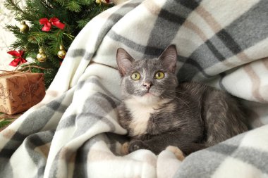 Küçük kedicik bir ekose üzerinde yatıyor.