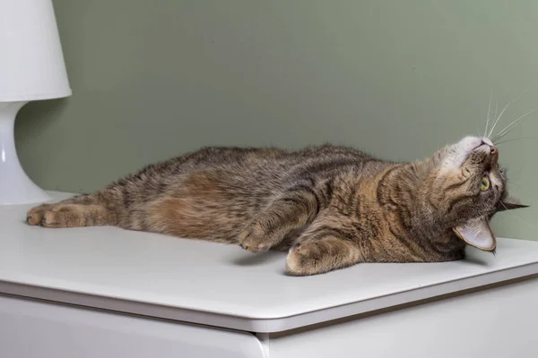 Chat Paresseux Couché Sur Bureau Pour Ordinateur — Photo