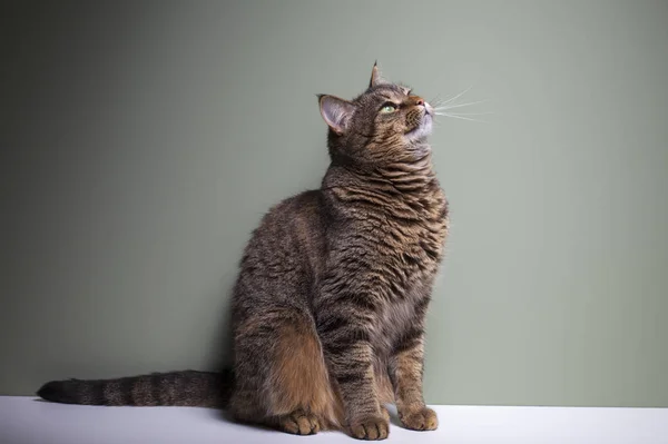 Legrační Domácí Kočka Výrazným Zeleným Okem — Stock fotografie