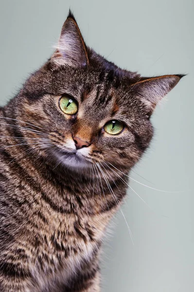Legrační Domácí Šedá Kočka Zelenými Očima — Stock fotografie