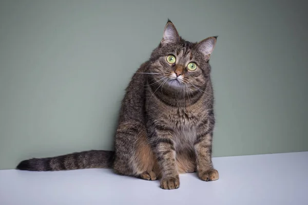 Chat Domestique Drôle Aux Yeux Verts Expressifs — Photo