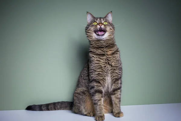 Legrační Domácí Kočka Otevřenými Ústy — Stock fotografie