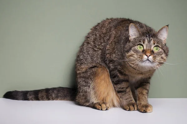 表情豊かな緑色の目を持つ面白い家畜猫 — ストック写真