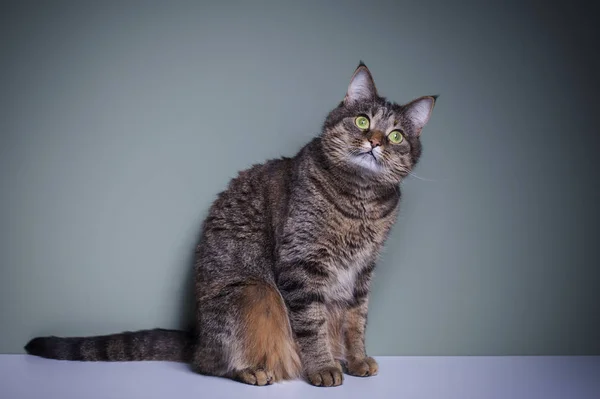 Divertido Gato Doméstico Con Expresivos Ojos Verdes — Foto de Stock