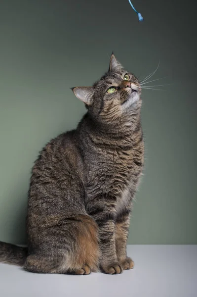 Etkileyici Yeşil Gözlü Komik Evcil Kedi — Stok fotoğraf