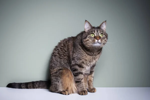 Gato Una Pose Ataque —  Fotos de Stock