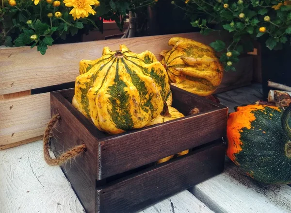 Pumpkins in a white wooden box. Autumn harvest for the holiday Halloween.
