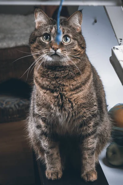 Komik Duygular Kedi Boyama Resimleri — Stok fotoğraf