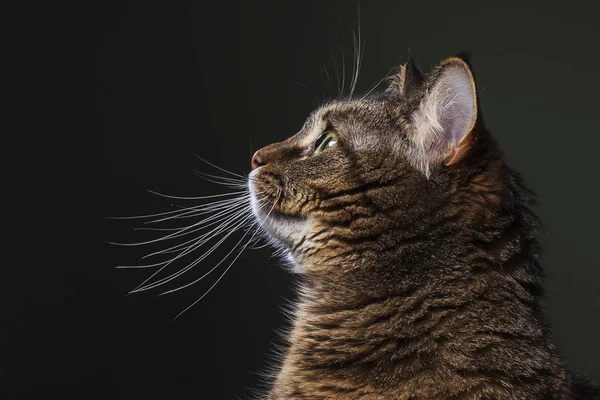 Koyu Arkaplandaki Renkli Kedinin Portresi Uzayı Kopyala Kedi Profili — Stok fotoğraf