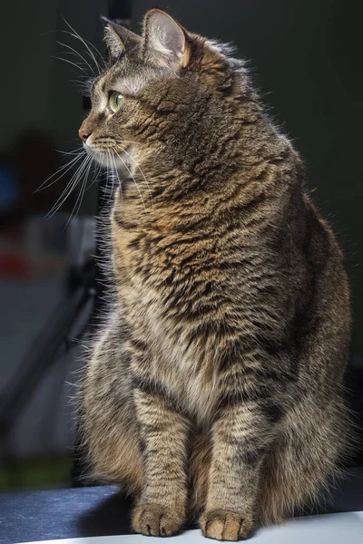 Retrato Perfil Cabeça Gato Tricolor Fundo Escuro Espaço Para Cópia — Fotografia de Stock