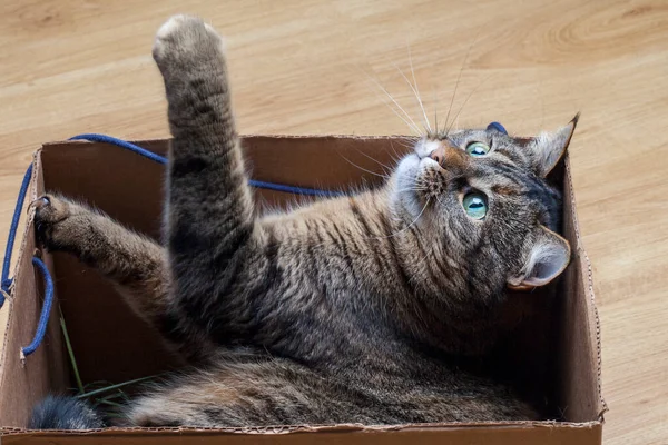 Söt Grå Tabby Katt Pappkartong Golvet Hemma — Stockfoto