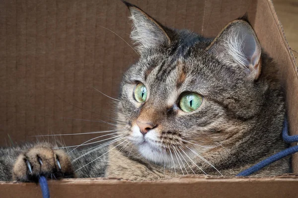 Cute Szary Kot Tabby Pudełku Tekturowym Podłodze Domu — Zdjęcie stockowe
