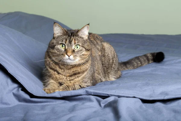 Tatlı Kedi Yatakta Yatıyor Tüylü Evcil Hayvan Merakla Bakıyor Çılgına — Stok fotoğraf