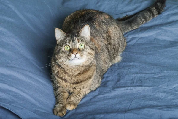 Tatlı Kedi Yatakta Yatıyor Tüylü Evcil Hayvan Merakla Bakıyor Çılgına — Stok fotoğraf