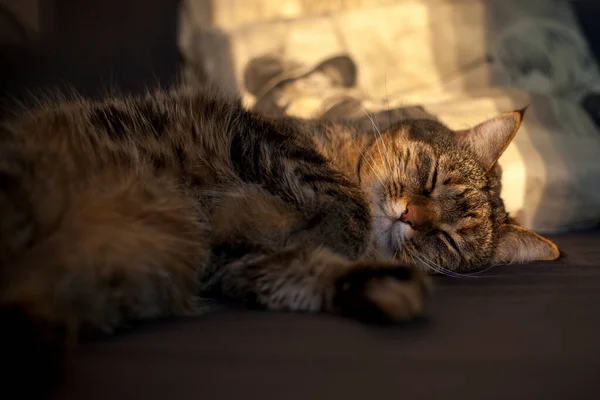 Piccolo Gatto Grigio Dorme Divano Blu Con Raggi Sole Sopra — Foto Stock